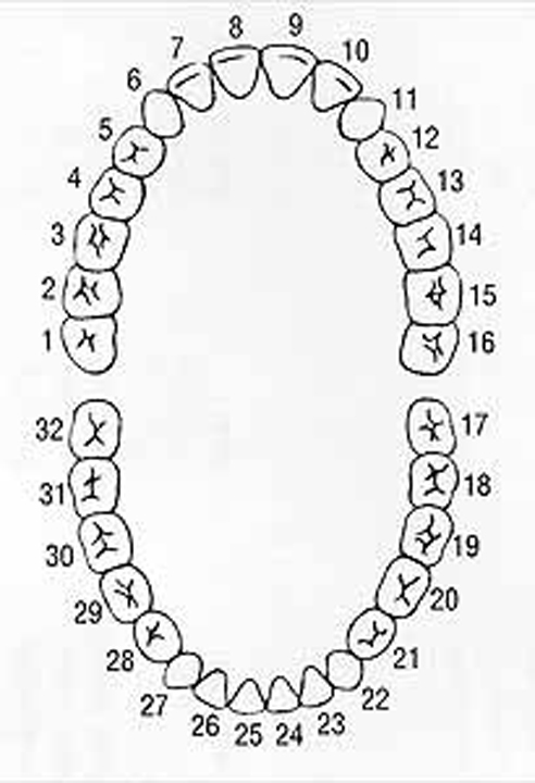 Tooth numbering chart helps you get the best dental in Costa Rica.