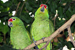 Save big on dental in Costa Rica.