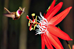 Save on dental and enjoy nature in Costa Rica.